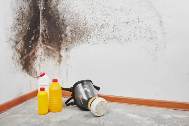 Best Office Mold Removal Services  in Gunnison, CO