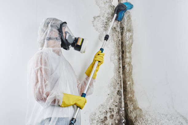 Best Attic Mold Removal  in Gunnison, CO