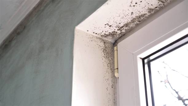 Best Certified Mold Removal  in Gunnison, CO