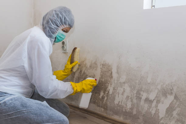 Best Mold Testing  in Gunnison, CO