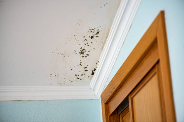 Best Toxic Mold Removal  in Gunnison, CO