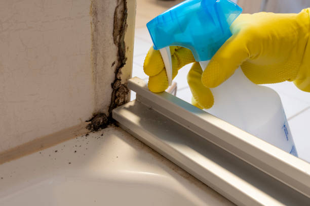 Best Black Mold Removal  in Gunnison, CO