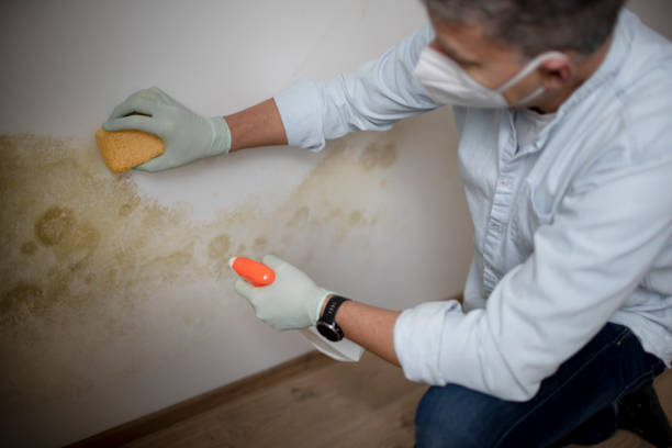 Best Local Mold Removal Service  in Gunnison, CO