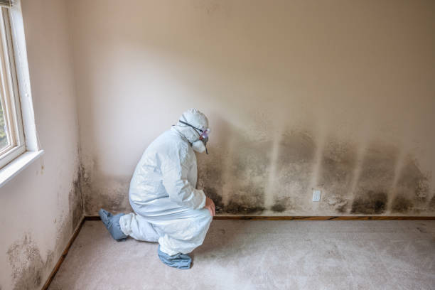 Best Mold Cleaning Services  in Gunnison, CO