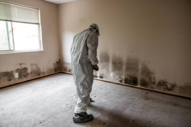 Best Professional Mold Removal  in Gunnison, CO