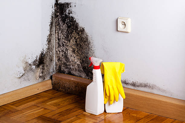 Best Mold Remediation  in Gunnison, CO