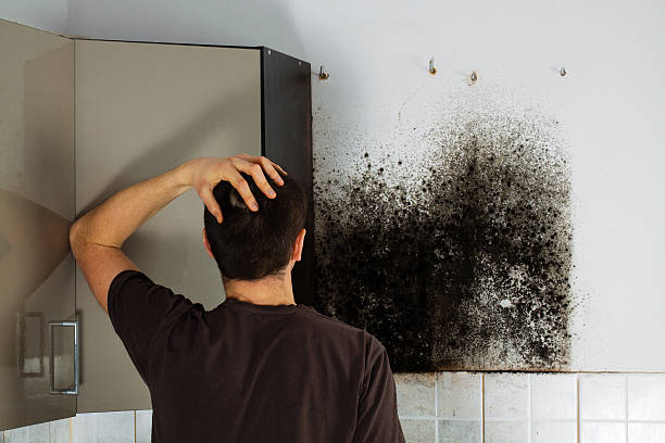 Best Residential Mold Removal  in Gunnison, CO