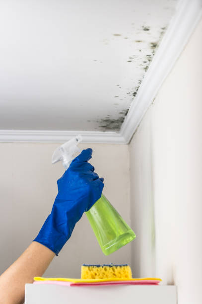 Best Commercial Mold Removal  in Gunnison, CO